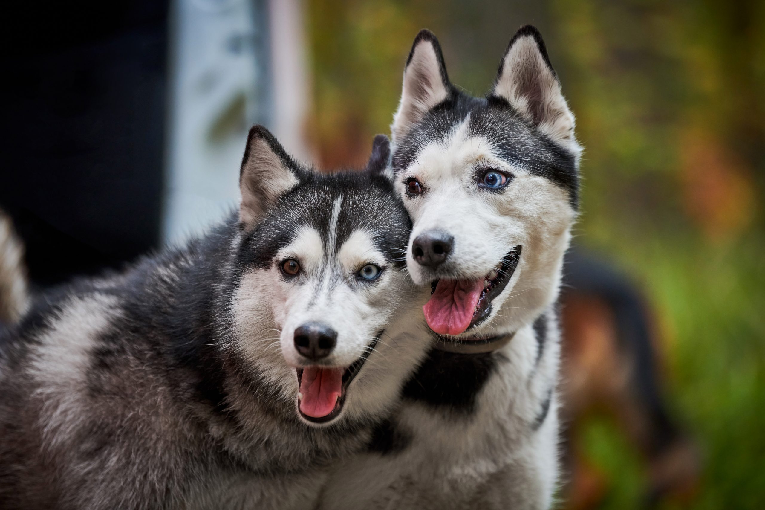 Two,Siberian,Husky,Dogs,With,Open,Mouths,Sticking,Out,Tongues,
