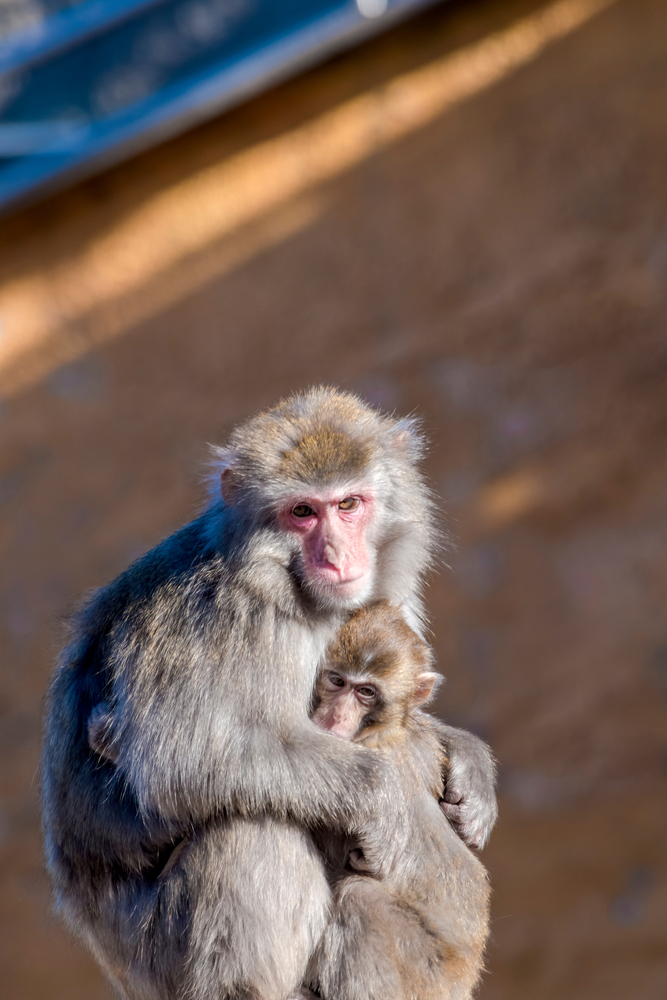 Japanese,Macaque,(macaca,Fuscata),In,Zoo,,Moscow,,Russia