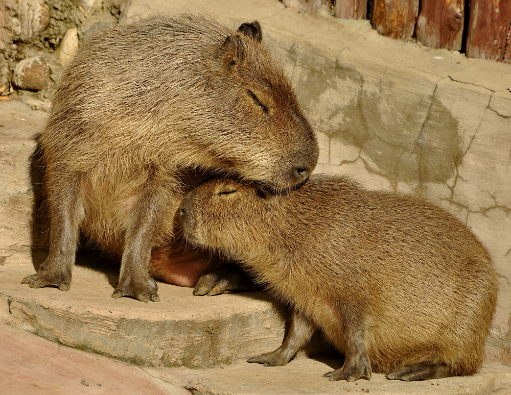 Capybara,From,The,Moscow,Zoo.,The,Capybara,Is,The,Largest