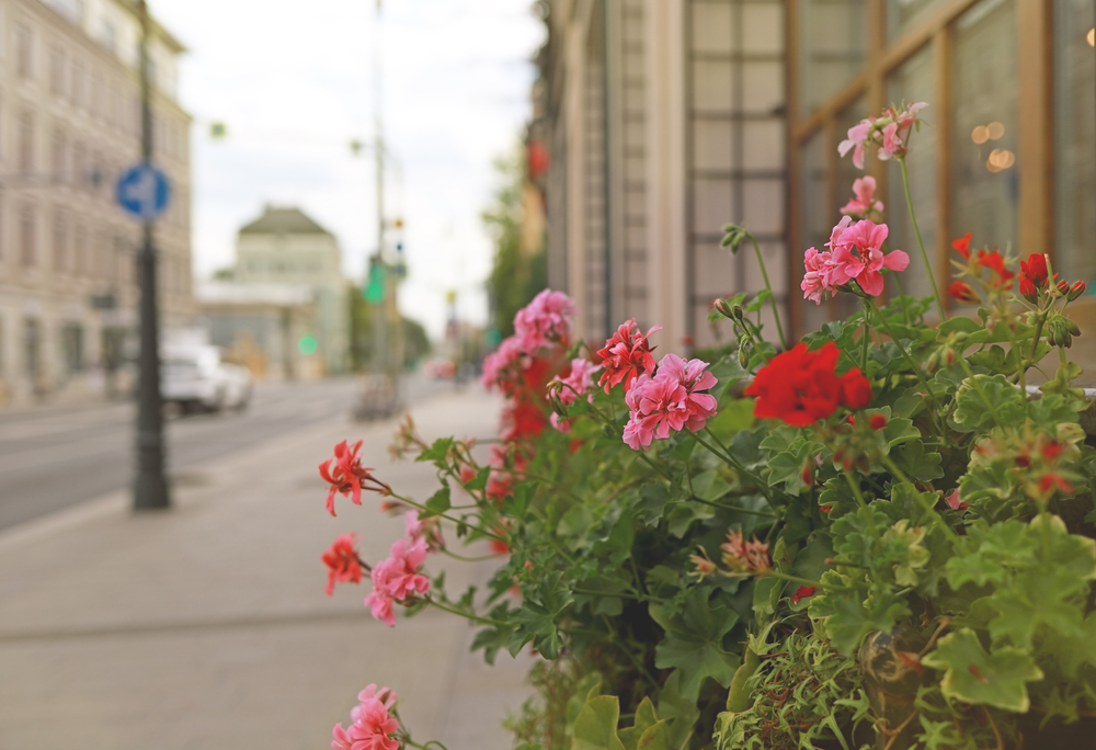 Beautiful,Red,And,Pink,Blooming,Flowers,,Street,Decoration.,Facade,Of